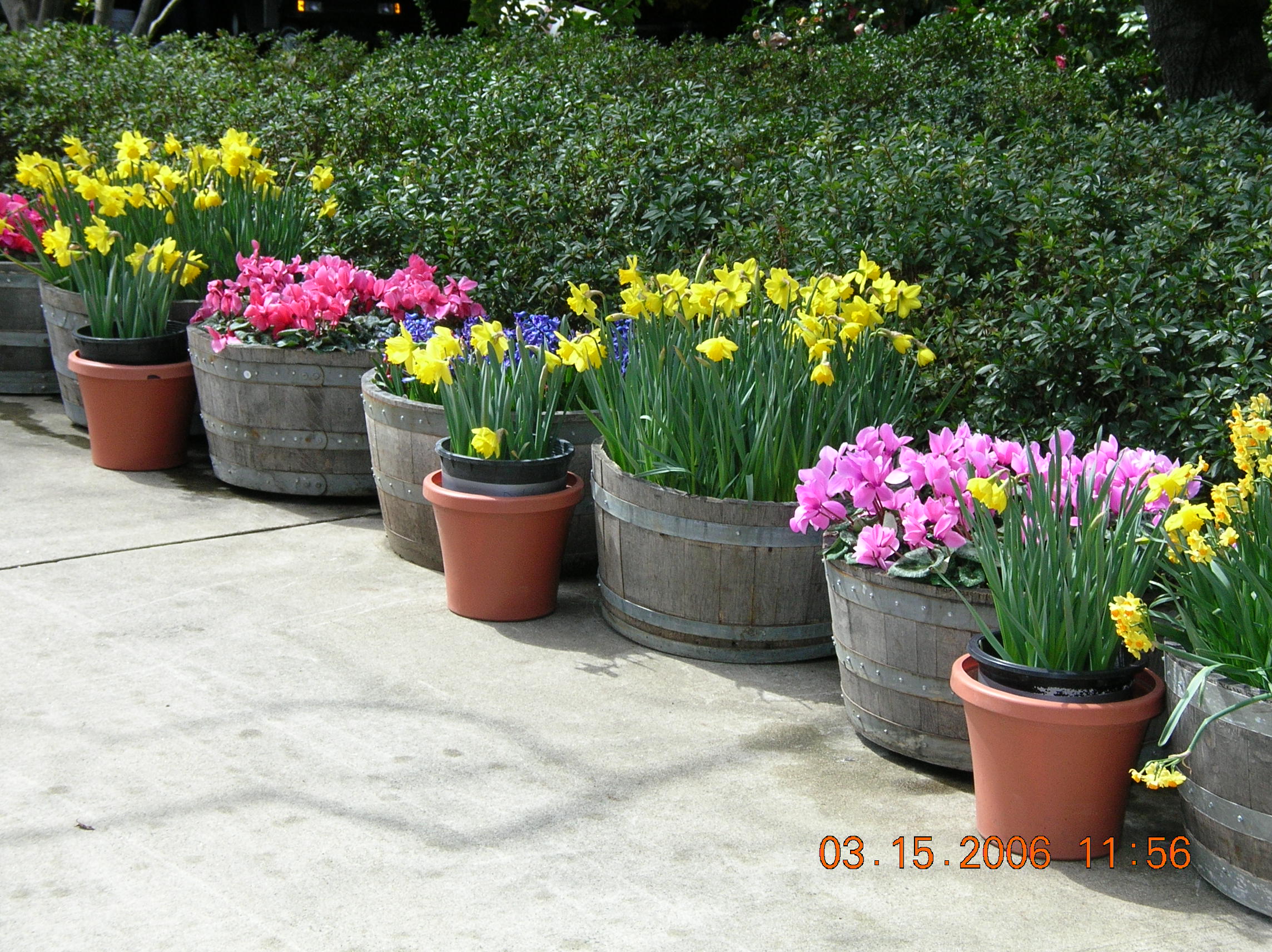 Ironstone Vineyards Flowers 03 15 2006 Murphys CA